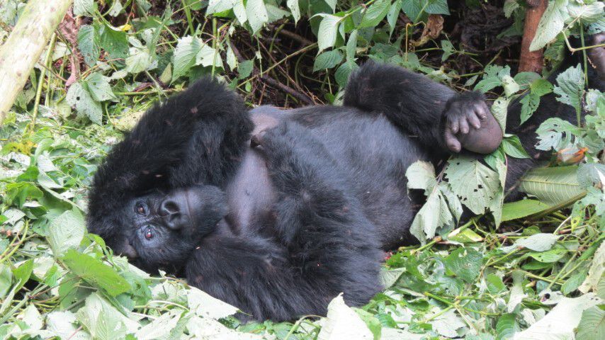 Gorilla Klein