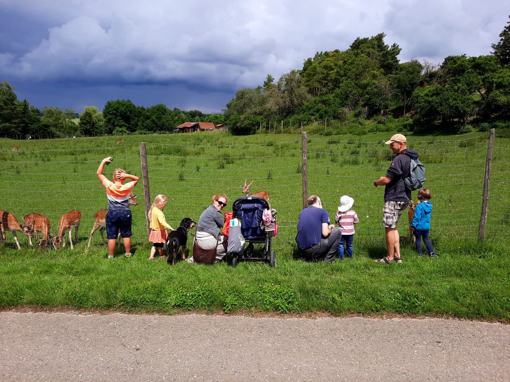 Waldmössingen Rehe füttern